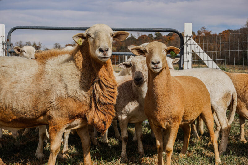 Timeless Fence Sheep & Goat Electric Netting 164ft Roll