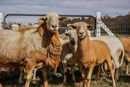 Timeless Fence Sheep & Goat Electric Netting 164ft Roll