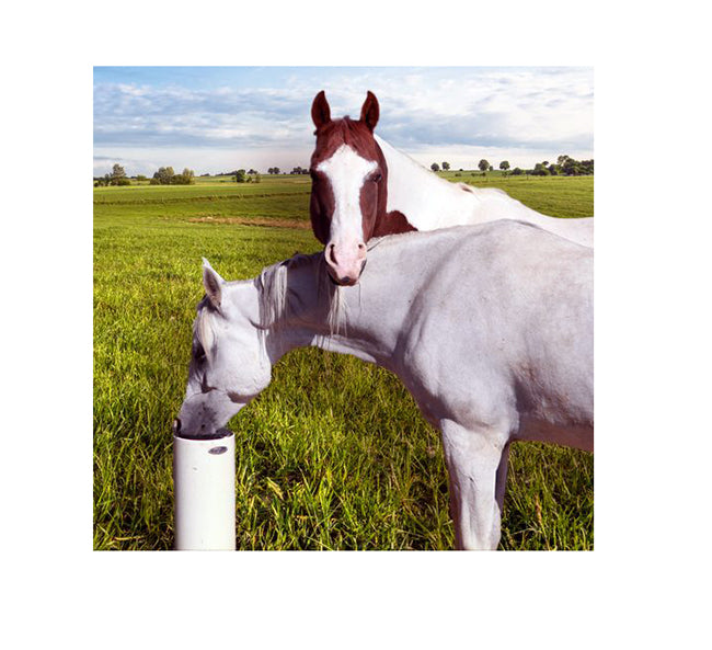 Timeless Fence Drinking Post Waterers 4ft