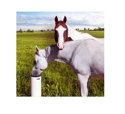 Timeless Fence Drinking Post Waterers 5ft